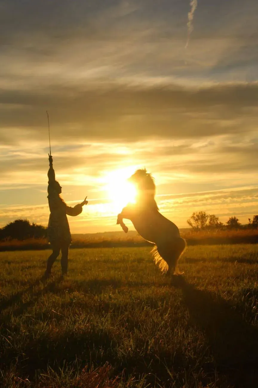 Dressage cheval à pied